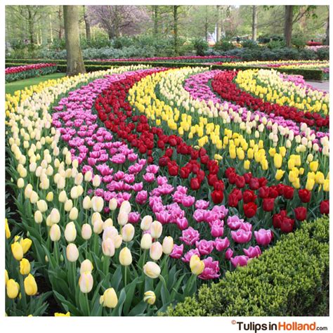 Happy weekend with these rainbow tulips! Springtime Photography, Garden ...