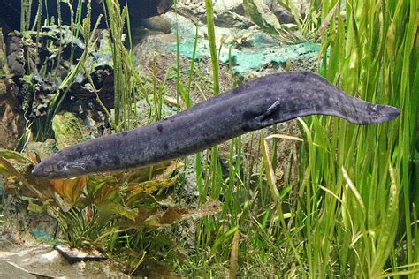 South American Lungfish: Meet them at Zoo Leipzig!