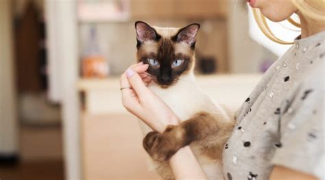 Applehead Siamese Cat Breed Overview: Traits, Care, & More