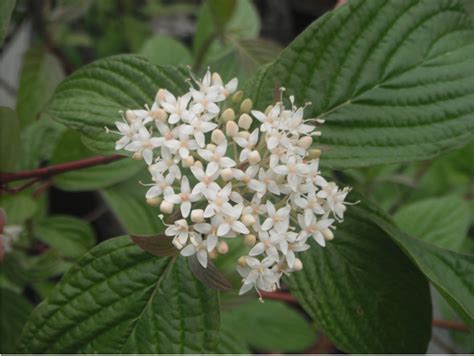 Red-Twig Dogwood, Cornus sericea | Native Plants PNW