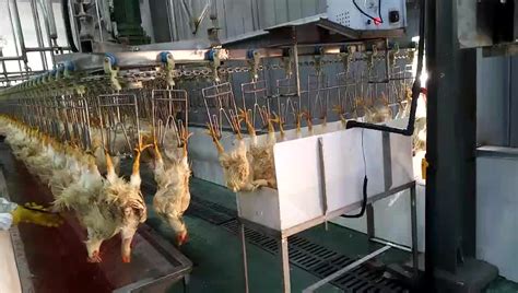 Poultry Slaughterhouse Stunning Equipment Electric Chicken Stunner For ...