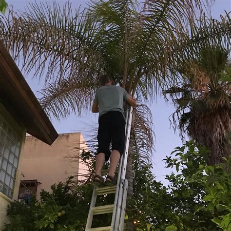 How to trim a palm tree?