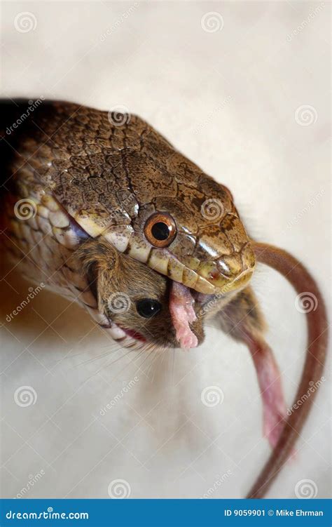 Grey Rat Snake Eating Stock Image - Image: 9059901