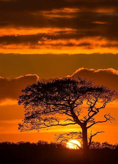 Serengeti sunset in merseyside – Artofit