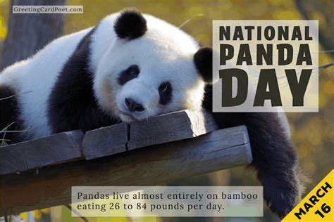 National Panda Day - Join in the Fun With Jokes, Captions, and FAQs ...