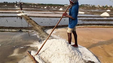 Natural Salt Making Process - Rock Salt harvesting from Sea Water ...