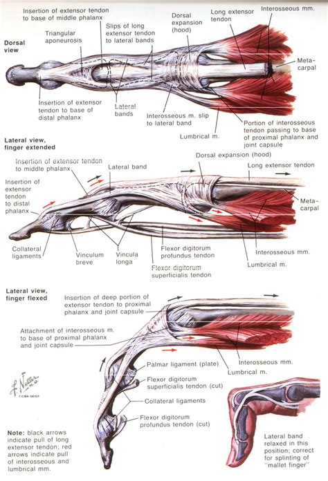 extensor hood mechanism - Google Search | Hand therapy, Muscle anatomy ...