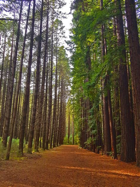 Warburton redwood forest, Victoria, Australia [OC] [3024x4032] : r ...