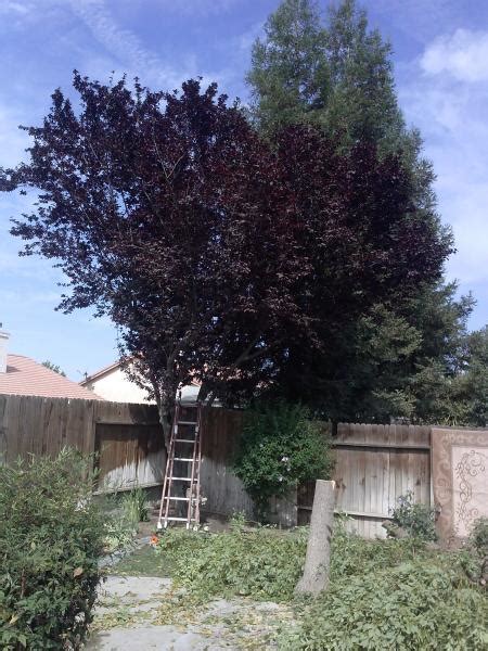 Bay and Fruitless Plum Trimmed, tree service Bakersfield