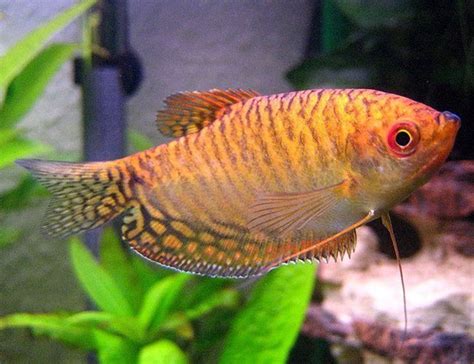 Gold Gourami | Arizona Aquatic Gardens