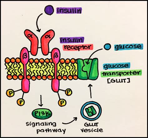 Ligand Binding to a Receptor Kinase Results in