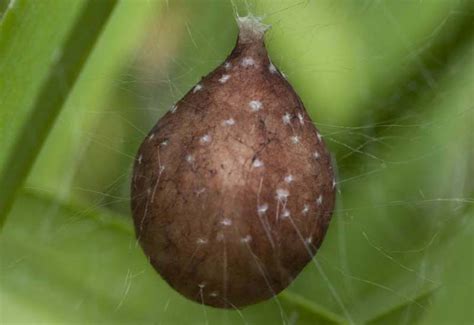 Brown recluse egg sac pics, carpenter ants flying in house