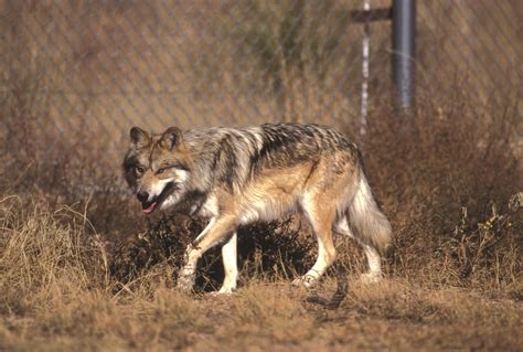 Mexican wolves are here to stay - or are they? - New Mexico Wildlife ...