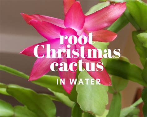 How To Start A Christmas Cactus | Christmas Images 2021