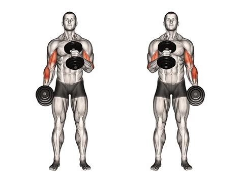 Hammer Curls vs. Bicep Curls: Which One Builds Bigger Arms? | Bicep curls, Hammer curls, Biceps