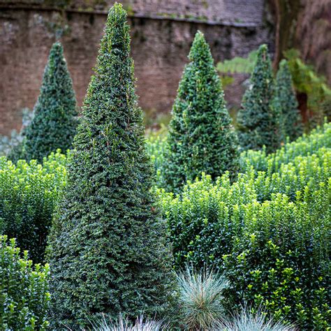 Dark Green Pyramidal Yew | Shrubs for Sale from Gurney's