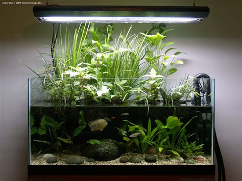 4 Tips One Must Know About Rooted Aquarium Plants