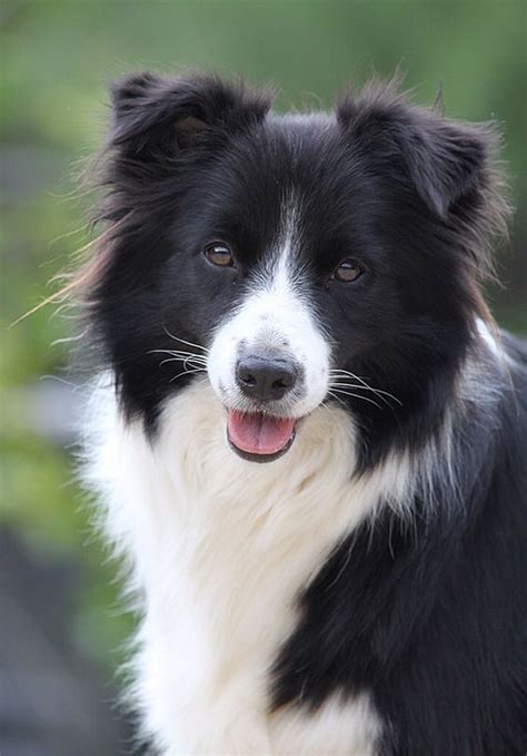 15 Surprising Facts About Border Collies em 2024 | Filhotes de cachorro fofos, Border collies ...