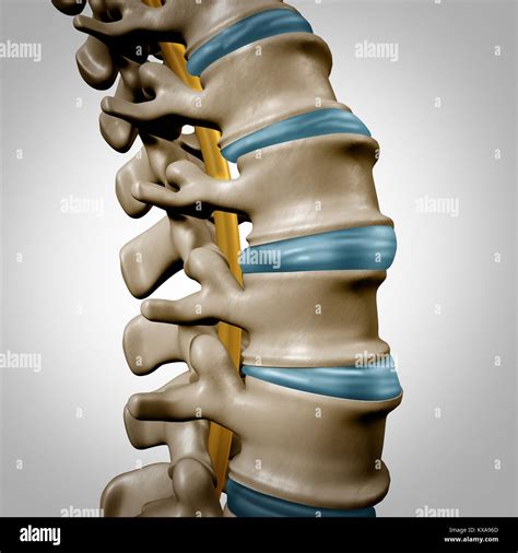 Spine anatomy hi-res stock photography and images - Alamy