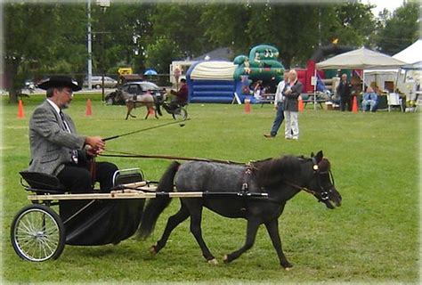 Miniature horse show 03 | Careful now, the judge has her eye… | Flickr