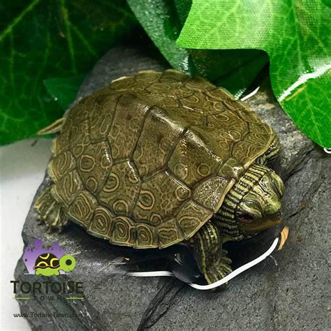 baby turtles for sale online | live baby turtle for sale near me | prices