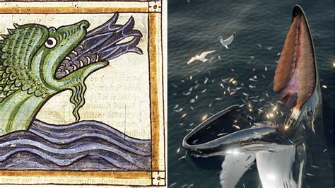 Terrifying sea monster 'hafgufa' described in medieval Norse manuscripts is actually a whale ...