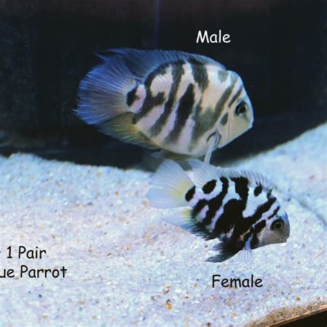 Polar Blue Parrot Cichlid: Size, Tank Mates, & Care