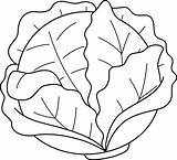 Cabbage Vegetable Isolated Coloring Page For Kids 11487064 Vector Art  sketch template