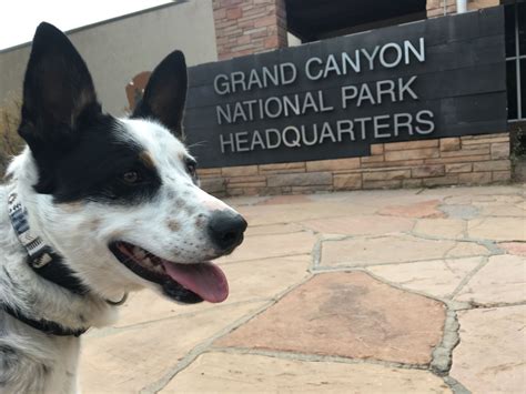 Our Dog-Friendly Visit to the Grand Canyon