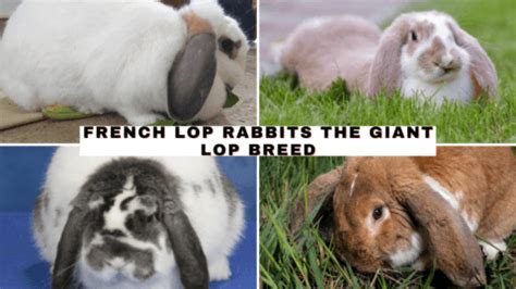 French Lop Rabbits: The Giant Lop Breed - The Rabbit Hop