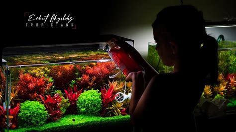 PLANTED AQUARIUM FERTILIZER GUIDE - YouTube