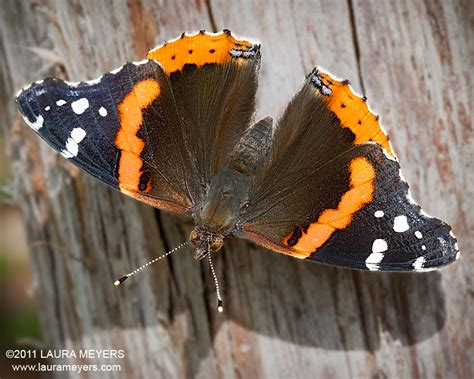 Red Admiral Butterfly - Laura Meyers Photography