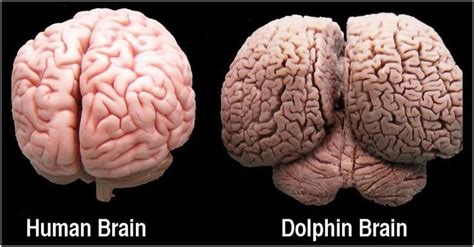 dolphin brain vs human brain - Sök på Google