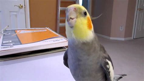 Cockatiel Whistling (With images) | Funny parrots, Cockatiel, Parrot