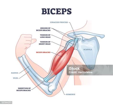 Otot Bisep Dengan Diagram Garis Besar Struktur Lengan Medis Rangka Anatomi Ilustrasi Stok ...