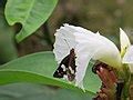 Category:Hesperiidae on Zingiberales flowers - Wikimedia Commons