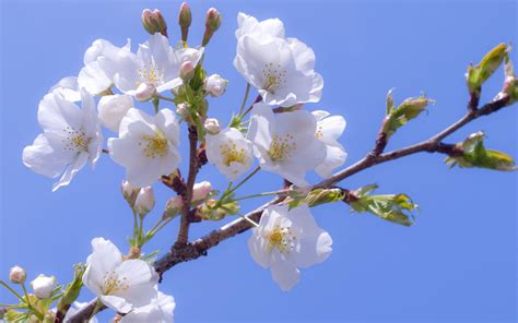 Apple Blossom Wallpapers - Wallpaper Cave