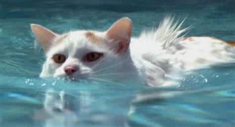 Turkish Van Cats Love Water - Cats paradise | Turkish van cats, Angora cats, Swimming cats