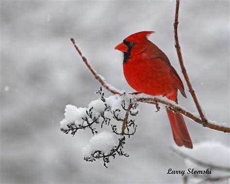 8″x10″ – Northern Cardinal in Snow | Tamarack Wildlife Center