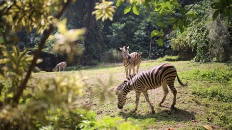 Walkot Ema Sumarna Affirms Bandung Zoo Will Not Be Functional