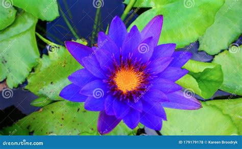 Violet Purple Water Lily in Pond Stock Photo - Image of give, white: 179179178