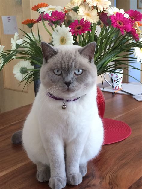 My lilac colourpoint | Cute cats, British shorthair cats, Beautiful cats