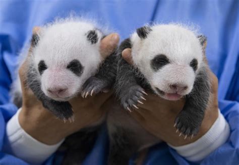 Everland releases photos of 1-month-old twin panda cubs - The Korea Times