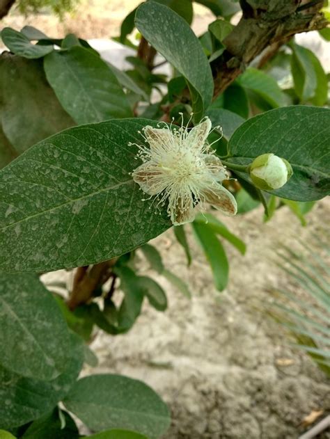 Amrood (Guava) | Plant leaves, Plants, Flowers