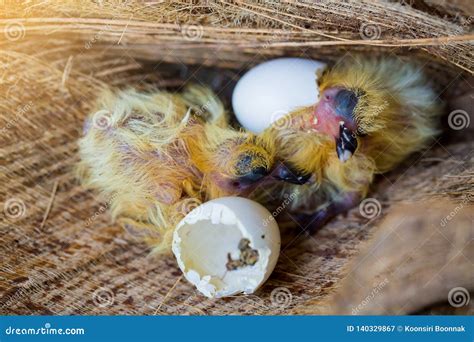 Little pigeon in the nest stock image. Image of facade - 140329867