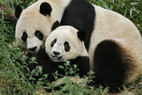 Giant Pandas at Washington DC's National Zoo