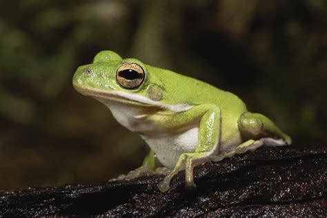 Una guida per prendersi cura delle rane verdi americane come animali domestici | Amici Domestici