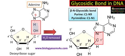 What is Glycosidic Bond in DNA and RNA?