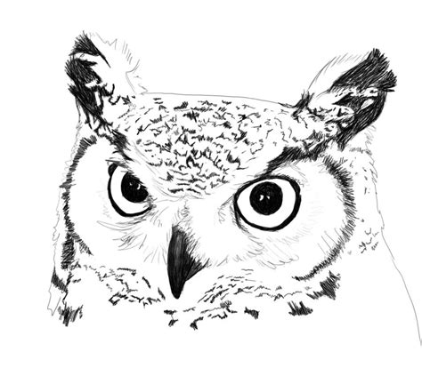 Great Horned Owl Drawing