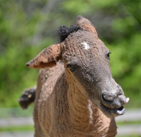 American curly foal. Sometimes the breed is also called the American Bashkir Curly | Djur, Hästar